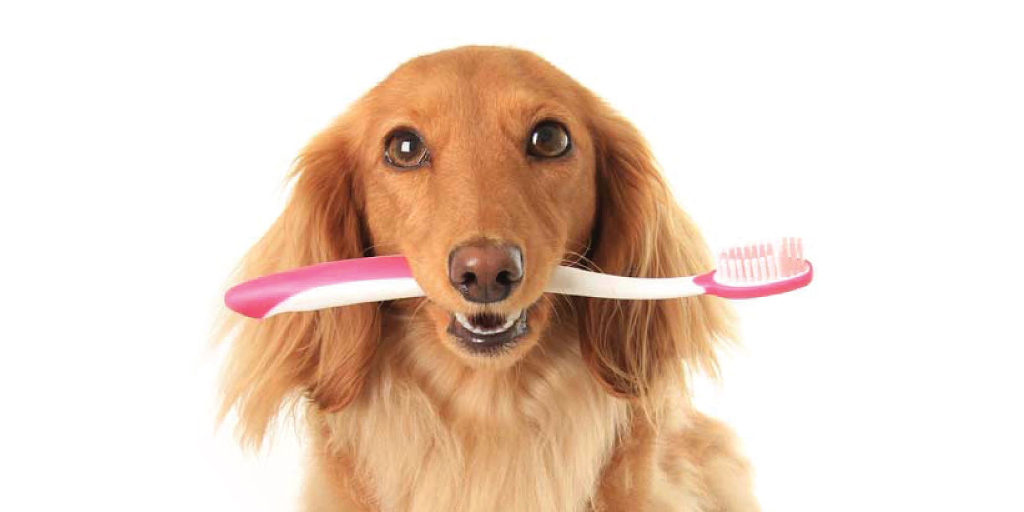 Teeth Cleaning Clinic